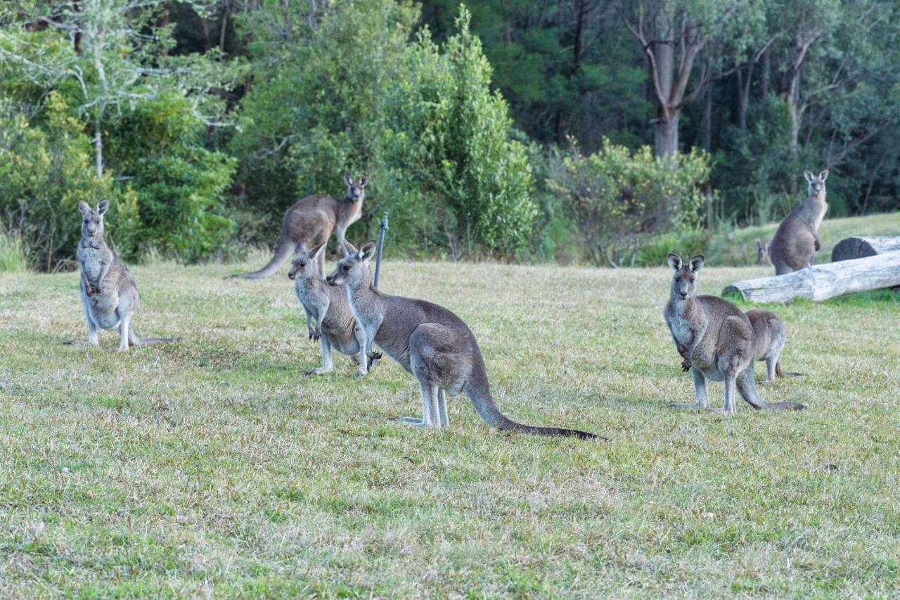Jumulu Lodge A Unique Luxury Escape Kangaroo Valley Kültér fotó